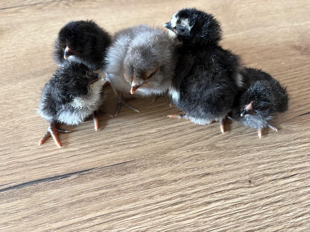 Araucana Kuikens, Femelle, Poule ou poulet