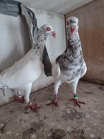 Sierduiven Deense tuimelaars, Plusieurs animaux, Pigeon culbutant ou Roller