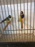 Goldamandines, Plusieurs animaux