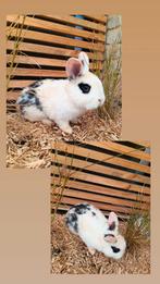 Konijntjes te koop ️, Dieren en Toebehoren, Mannelijk
