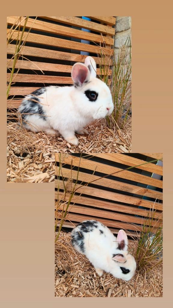 Konijntjes te koop ️, Dieren en Toebehoren, Konijnen, Mannelijk