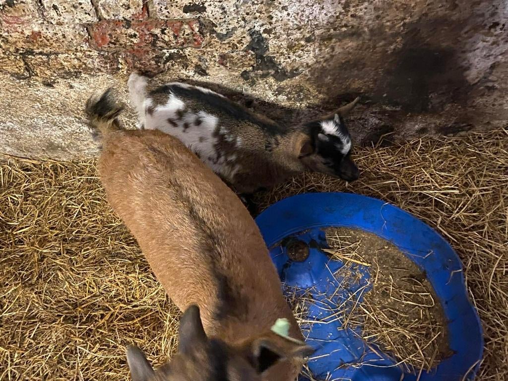 dwerggeit, Dieren en Toebehoren, Meerdere dieren, Geit, 0 tot 2 jaar