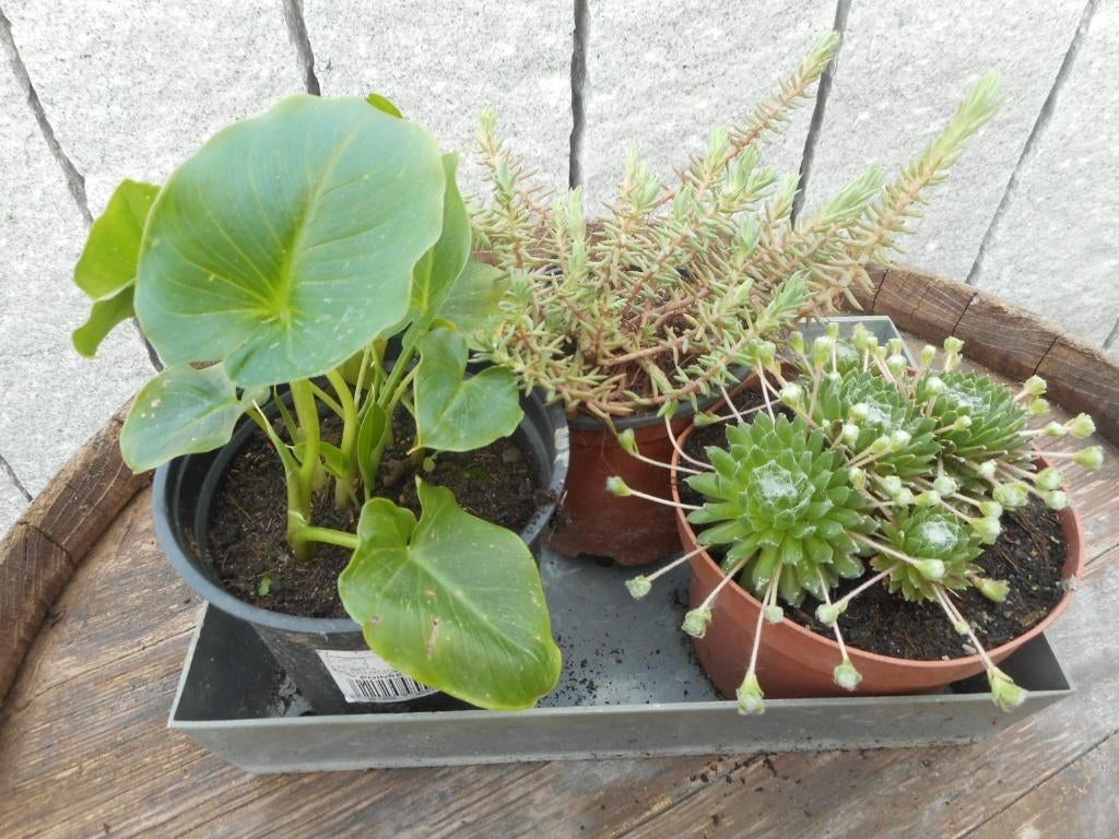 plantes, Jardin & Terrasse, Plantes | Jardin, Plein soleil, Été, Plante fixe, Enlèvement ou Envoi