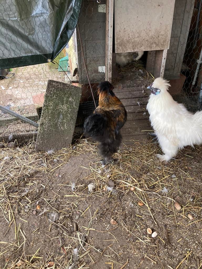 Zijdehoen haantjes wit en gekleurd, Dieren en Toebehoren, Pluimvee, Mannelijk, Kip