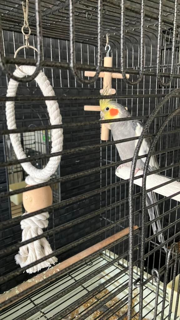 Valkparkiet, Dieren en Toebehoren, Mannelijk, Parkiet