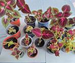 Kleurrike siernetel/coleus : inky finger..., Huis en Inrichting, Kamerplanten, Ophalen