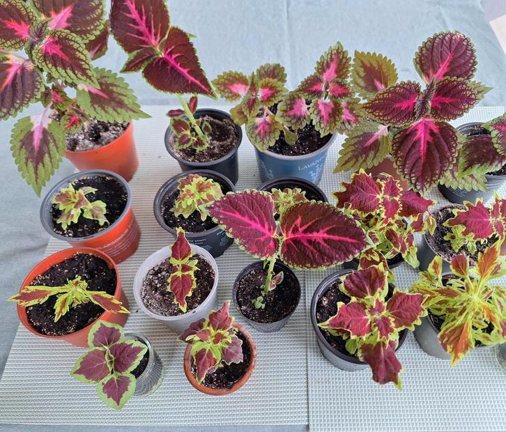 Kleurrike siernetel/coleus : inky finger..., Huis en Inrichting, Kamerplanten, Ophalen