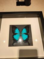 2 opgezette vlinders in kader, Enlèvement ou Envoi