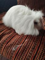 te koop teddy konijn wit voedster 4 maanden, Dieren en Toebehoren, Middelgroot, Hangoor