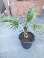 Grote Washingtonia Robusta palm, Ophalen