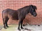 A pony merrie ongeveer 115 groot . 6 jaar ., Jument