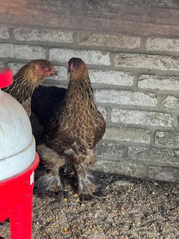 Kippen, Femelle, Poule ou poulet