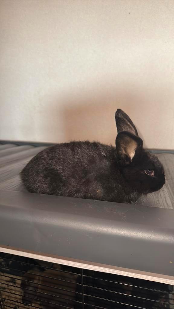 4 lapins à vendre, Animaux & Accessoires, Lapins, 0 à 2 ans, Oreilles tombantes