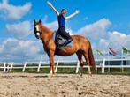 UNIEKE KANS:️✨️‼️Super lieve Freiberger merrie!‼️️✨️, Dieren en Toebehoren, Paarden, Merrie, Minder dan 160 cm, Gechipt, 7 tot 10 jaar