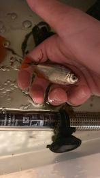 2 grote tetras, Watersport en Boten, Hengelsport | Roofvissen, Ophalen, Zo goed als nieuw