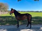2 D/E ponys te koop, Dieren en Toebehoren, Paarden, Onbeleerd