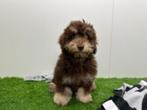 Havanezer Puber pup - Kleine taille - Chocolat & tan, België, 15 weken tot 1 jaar, CDV (hondenziekte), Eén hond