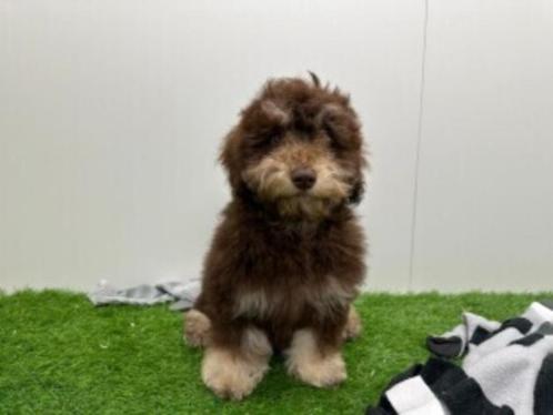 Havanezer Puber pup - Kleine taille - Chocolat & tan, Dieren en Toebehoren, Honden | Chihuahua's en Gezelschapshonden, Reu, Overige rassen