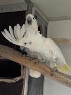 Koppel witkuif kaketoes, Animaux & Accessoires, Oiseaux | Perruches & Perroquets, Perroquet, Bagué
