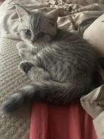 Britse korthaar kater kitten silver tabby, Dieren en Toebehoren, Kater, Gechipt, 0 tot 2 jaar