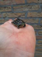 Baby waterschildpadjes chinese streepnek