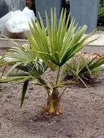 3 WINTERHARDE PALMBOMEN, Ophalen, Palmboom