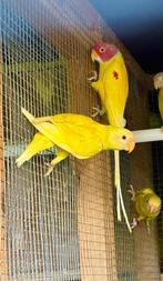 verdunde pruimenkop en opaline, Dieren en Toebehoren, Vogels | Parkieten en Papegaaien, Meerdere dieren, Parkiet, Geringd