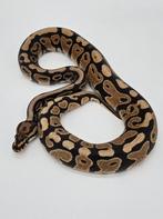 Koningspython Spotnose Yellow Belly 100% Het Desert Ghost, Dieren en Toebehoren, Reptielen en Amfibieën, Slang, 0 tot 2 jaar, Tam