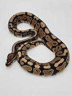 Python regius Spotnose yellow belly 100% het desert ghost, Serpent, Domestique, 0 à 2 ans