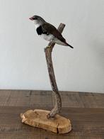 Roselin diamanté en peluche - Wildernis Atelier, Collections, Collections Animaux, Enlèvement ou Envoi, Neuf, Oiseaux, Animal empaillé