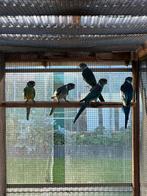 Barnard parkiet poppen te koop, Dieren en Toebehoren, Vogels | Parkieten en Papegaaien, Vrouwelijk, Parkiet, Geringd