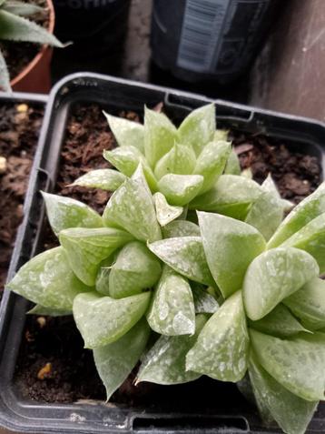 vetplanten beschikbaar voor biedingen