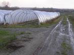 6  (NU NOG 4) Tunnelserres BRUNEEL 54 x 5.25 / 5,00 meter, Ophalen, Vollegrondsgroente