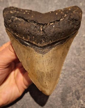 TOP EXEMPLAAR	MEGALODON TAND USA	209	gr	11.7x9x2.5	cm beschikbaar voor biedingen