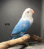 Fischerie opaline kobalt blauw ( 5/2025), Geslacht onbekend, Dwergpapegaai of Agapornis, Geringd