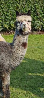 alpaca merrie en hengsten, Meerdere dieren