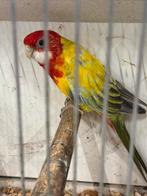 Golden rosella, Dieren en Toebehoren, Mannelijk, Parkiet, Geringd