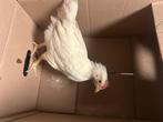 Jonge haantjes witte leghorn, Mannelijk, Kip