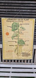 Vintage schoolplaat jaren 40, Ophalen, Natuur en Biologie