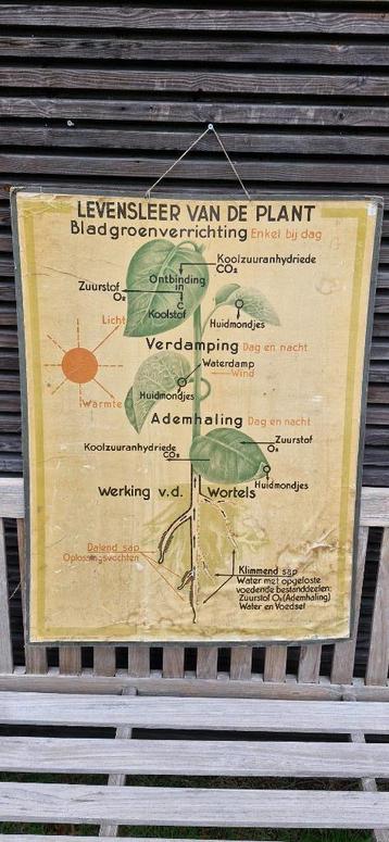 Vintage schoolplaat jaren 40 beschikbaar voor biedingen