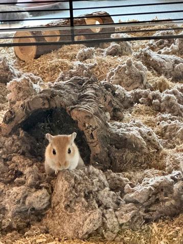 Te koop 2 gerbil dames met woning, Femelle, Autres types, Domestique