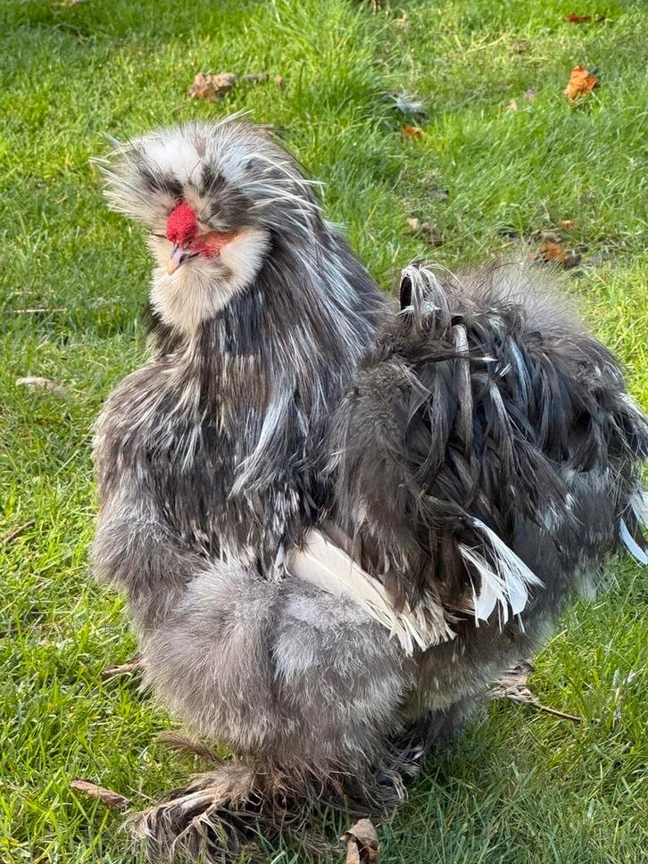 USA zijdehoen broed eieren, Dieren en Toebehoren, Pluimvee