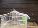 Vogelkooi met grasparkiet, Dieren en Toebehoren, Vogels | Parkieten en Papegaaien, Parkiet