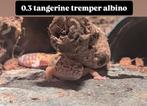 0.3 Tangerine tremper albino luipaardgekko, Dieren en Toebehoren, Reptielen en Amfibieën, Hagedis, Tam, 0 tot 2 jaar