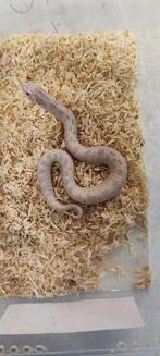 Haakneusslang snow anaconda, Dieren en Toebehoren