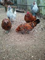 Antwerpse Baardkriel, Plusieurs animaux, Poule ou poulet