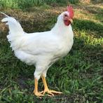 witte leghorn, Dieren en Toebehoren, Vrouwelijk, Kip