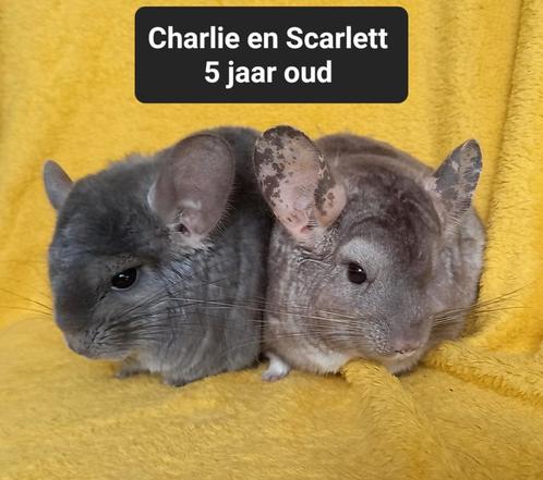 Duo chinchilla, Animaux & Accessoires, Rongeurs, Chinchilla