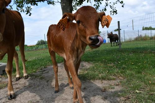 Zeboe vaarsje, mini koe, mini rund, Dieren en Toebehoren, Overige Dieren, Vrouwelijk, April