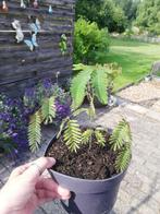 Albizia/Perzische slaapboom, Ophalen